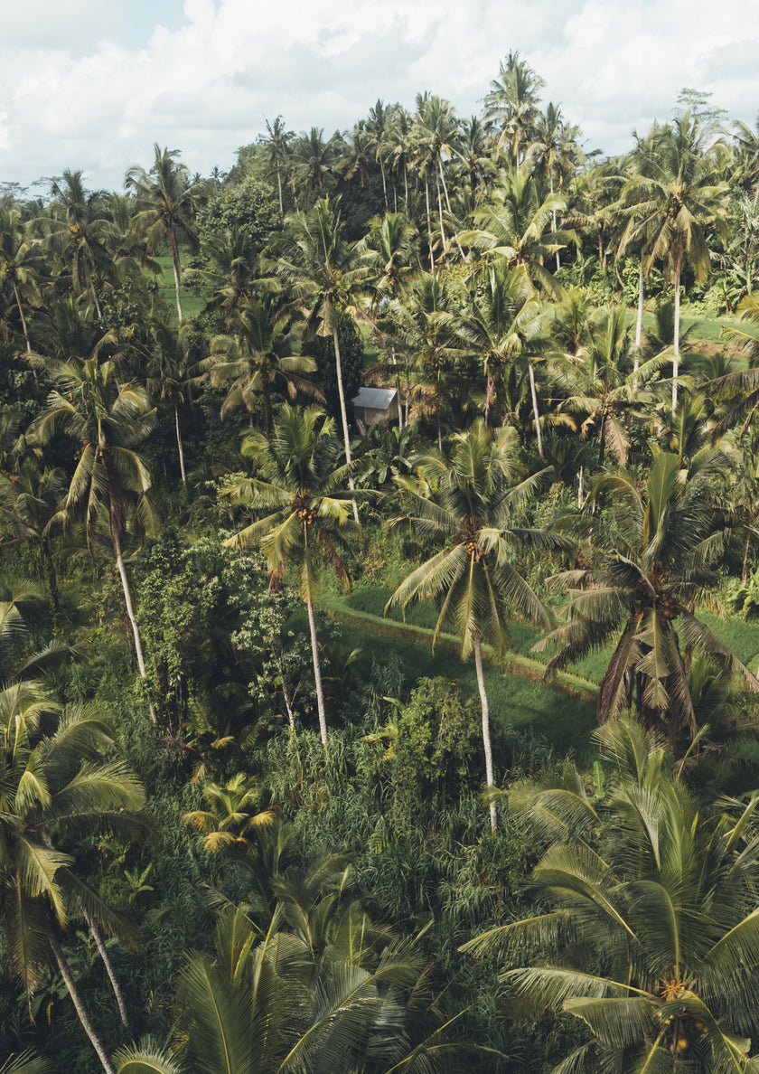 Photo Art Print - The Bali Jungle