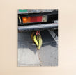 Photo Art Print - The Bali Bananas
