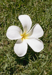 Photo Art Print - The Frangipangi Flower