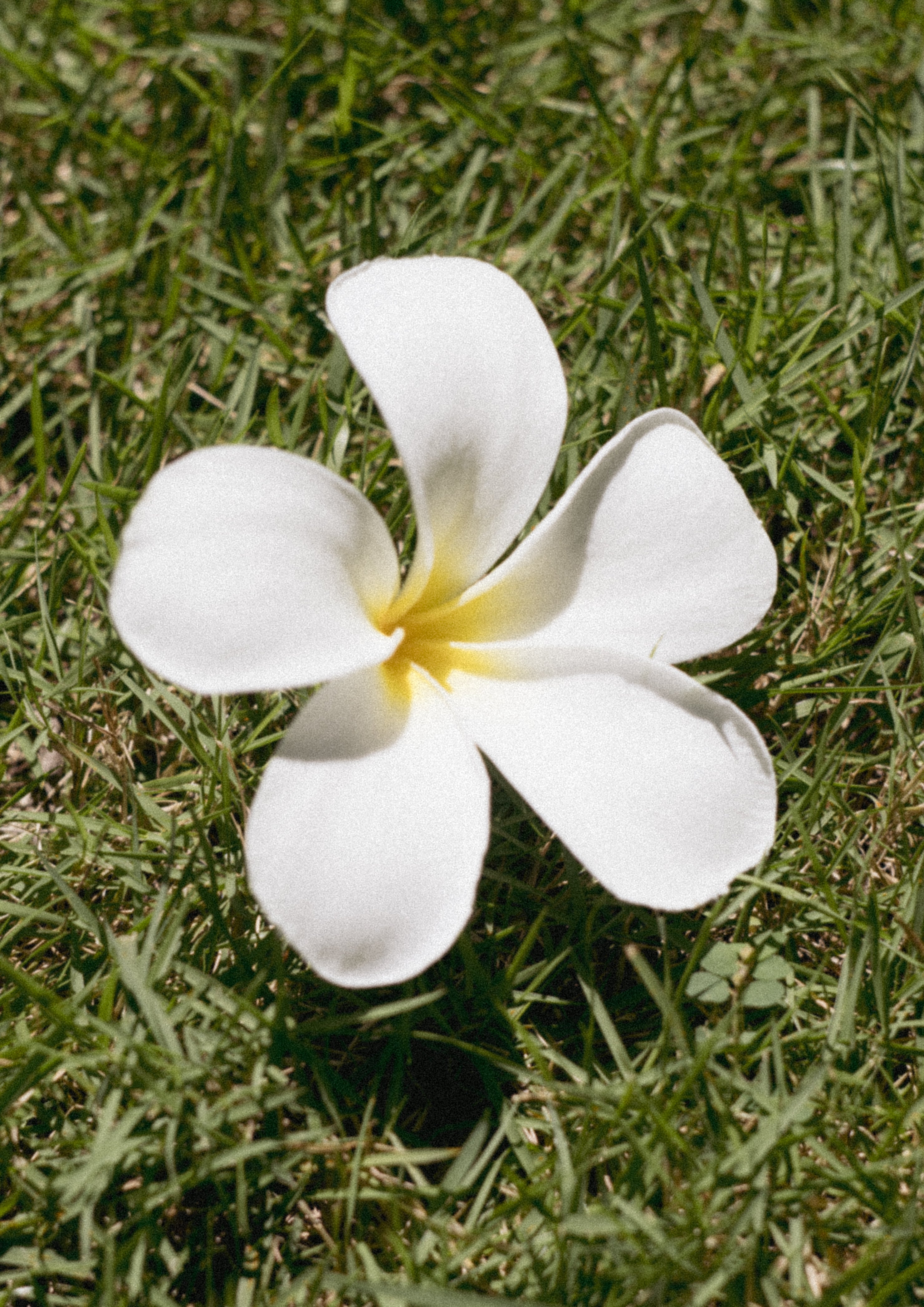 Photo Art Print - The Frangipangi Flower