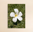 Photo Art Print - The Frangipangi Flower