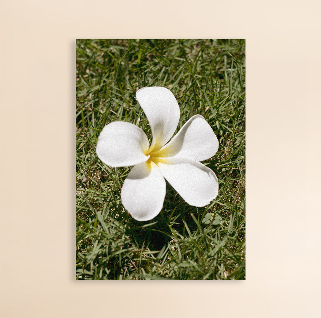 Photo Art Print - The Frangipangi Flower