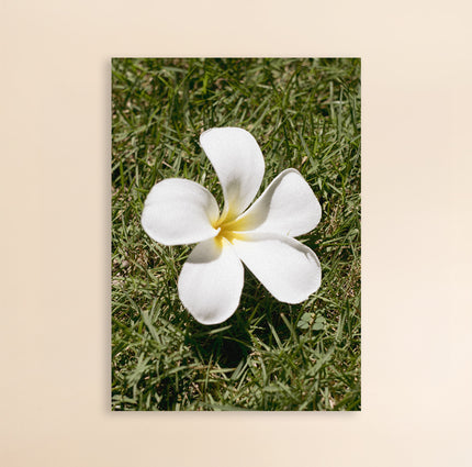 Photo Art Print - The Frangipangi Flower