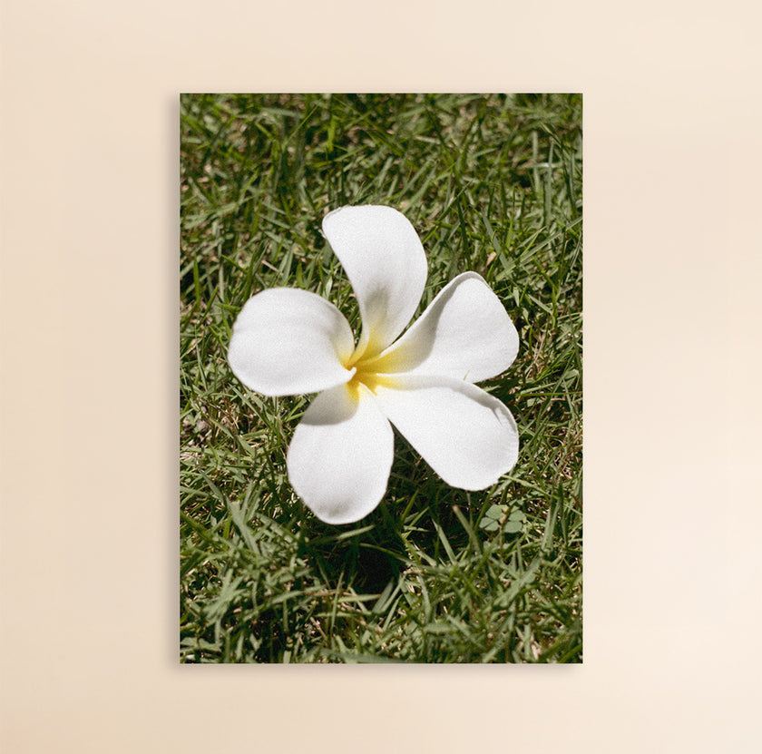 Photo Art Print - The Frangipangi Flower
