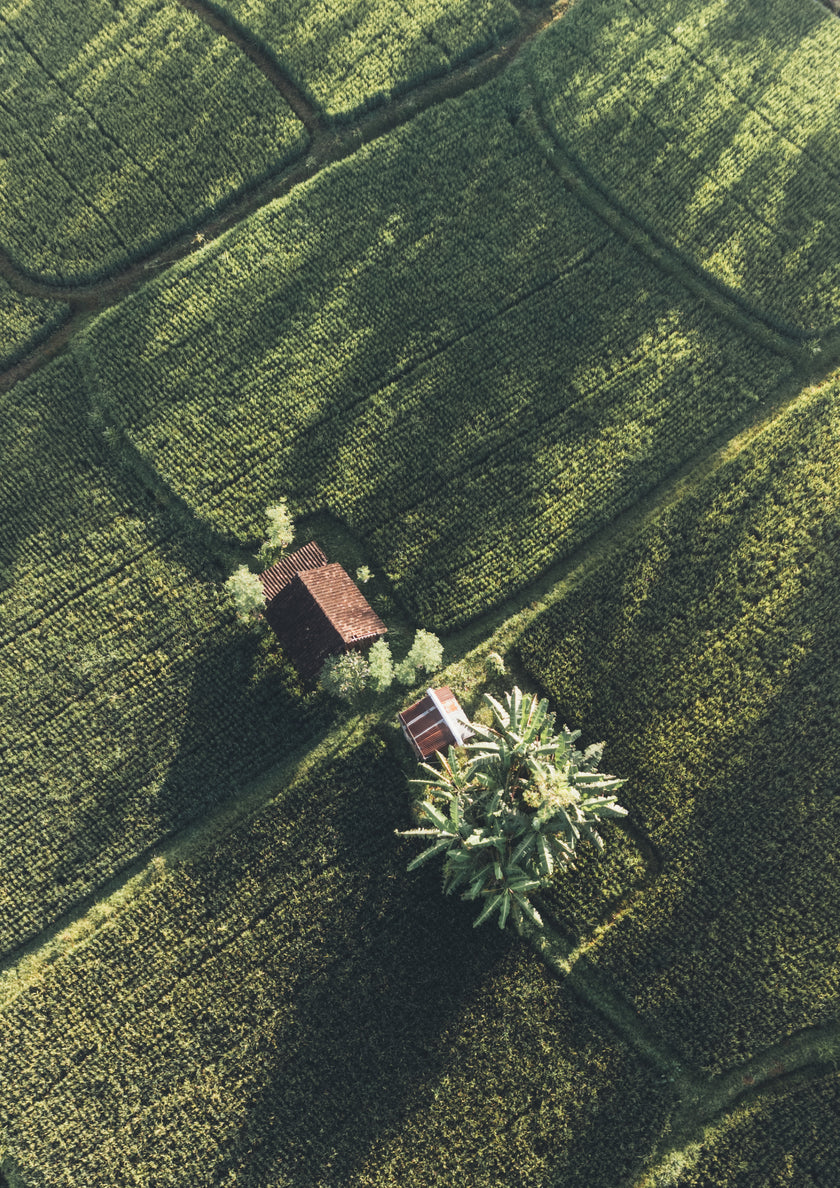Photo Art Print - Lost in Bali