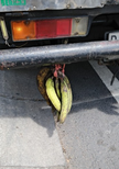 Photo Art Print - The Bali Bananas