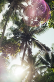 Photo Art Print - The Coconut Tree