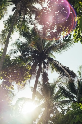 Photo Art Print - The Coconut Tree